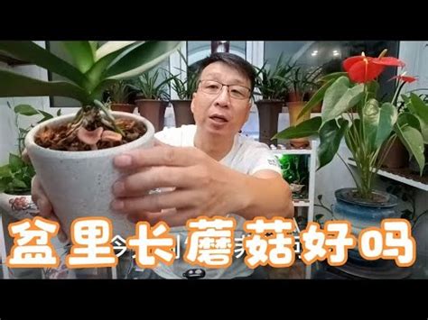 家裡長香菇風水|【風水特輯】家裡風水招好運10撇步 讓家越住越有。